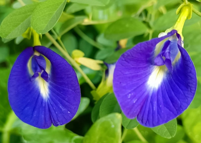 Bunga Telang Research